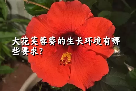 大花芙蓉葵的生长环境有哪些要求？