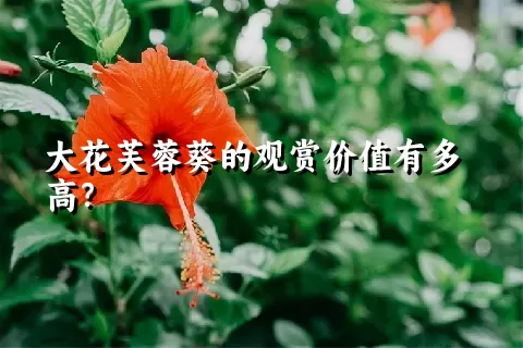 大花芙蓉葵的观赏价值有多高？