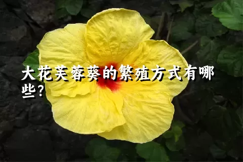 大花芙蓉葵的繁殖方式有哪些？