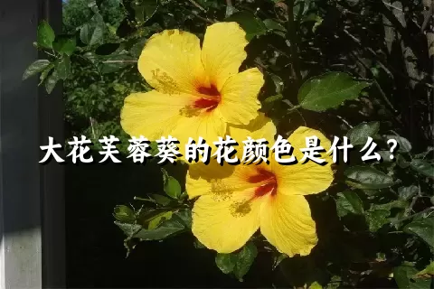 大花芙蓉葵的花颜色是什么？