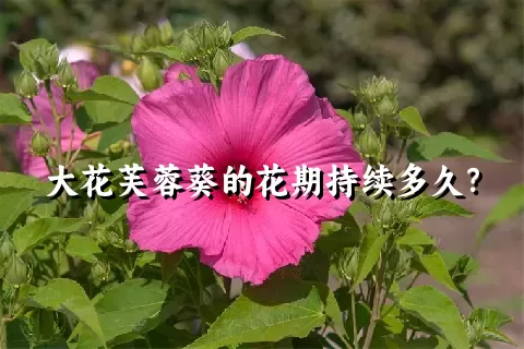 大花芙蓉葵的花期持续多久？