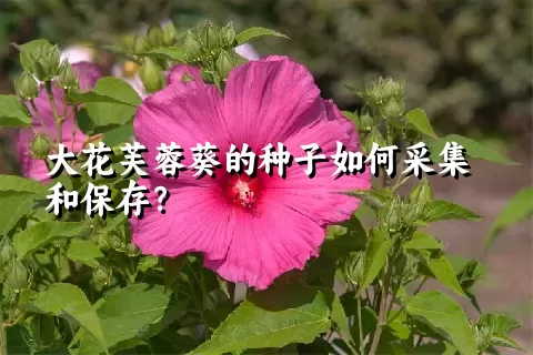 大花芙蓉葵的种子如何采集和保存？