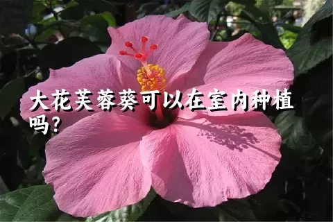 大花芙蓉葵可以在室内种植吗？