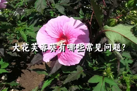 大花芙蓉葵有哪些常见问题？