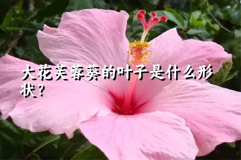 大花芙蓉葵的叶子是什么形状？