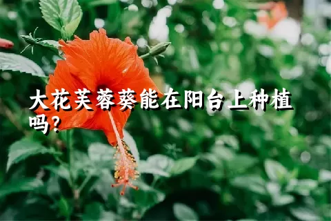 大花芙蓉葵能在阳台上种植吗？