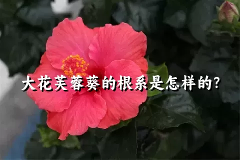 大花芙蓉葵的根系是怎样的？