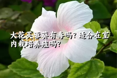 大花芙蓉葵有毒吗？适合在室内栽培养殖吗？