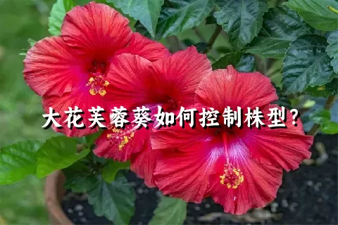 大花芙蓉葵如何控制株型？