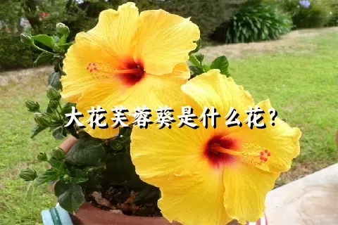 大花芙蓉葵是什么花？