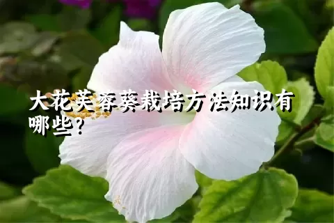 大花芙蓉葵栽培方法知识有哪些？