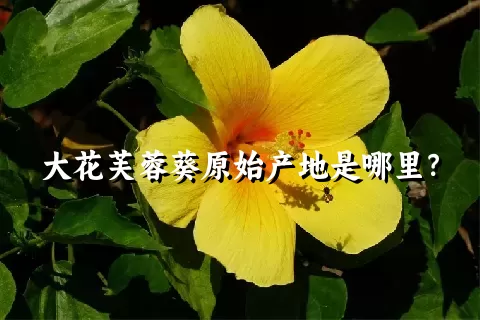 大花芙蓉葵原始产地是哪里？