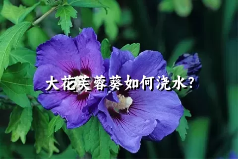 大花芙蓉葵如何浇水？