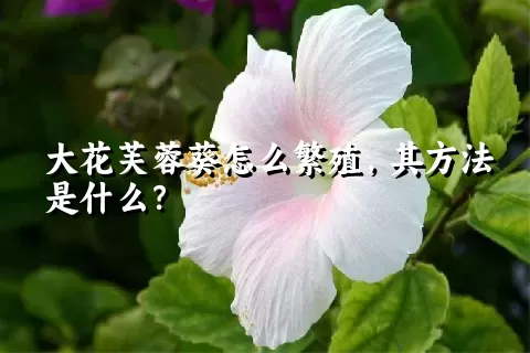 大花芙蓉葵怎么繁殖，其方法是什么？