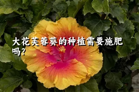 大花芙蓉葵的种植需要施肥吗？