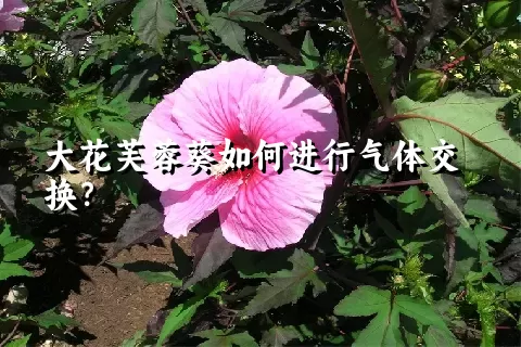 大花芙蓉葵如何进行气体交换？