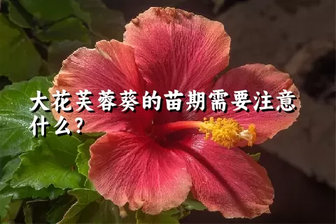 大花芙蓉葵的苗期需要注意什么？