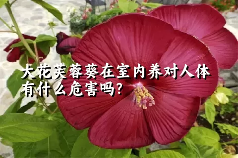 大花芙蓉葵在室内养对人体有什么危害吗？