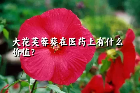 大花芙蓉葵在医药上有什么价值？