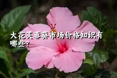 大花芙蓉葵市场价格知识有哪些？