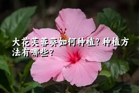 大花芙蓉葵如何种植？种植方法有哪些？