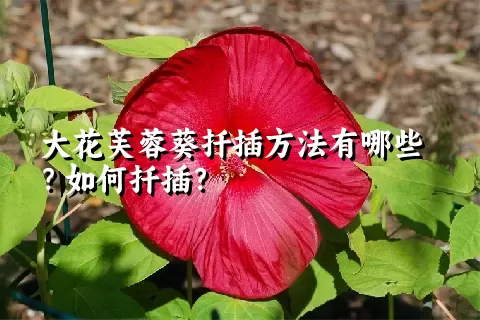 大花芙蓉葵扦插方法有哪些？如何扦插？