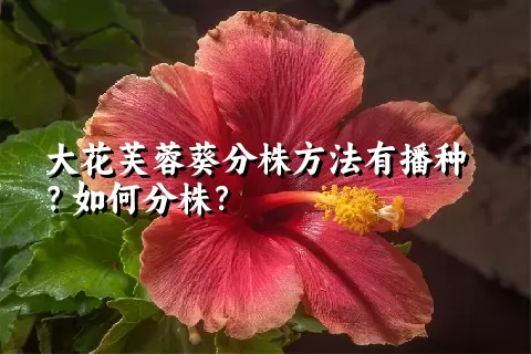 大花芙蓉葵分株方法有播种？如何分株？