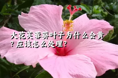 大花芙蓉葵叶子为什么会黄？应该怎么处理？