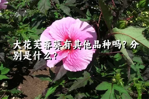 大花芙蓉葵有其他品种吗？分别是什么？