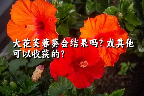 大花芙蓉葵会结果吗？或其他可以收获的？