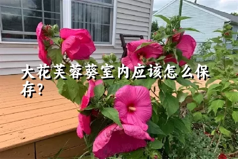 大花芙蓉葵室内应该怎么保存？