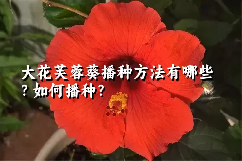 大花芙蓉葵播种方法有哪些？如何播种？