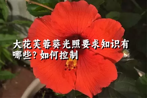 大花芙蓉葵光照要求知识有哪些？如何控制