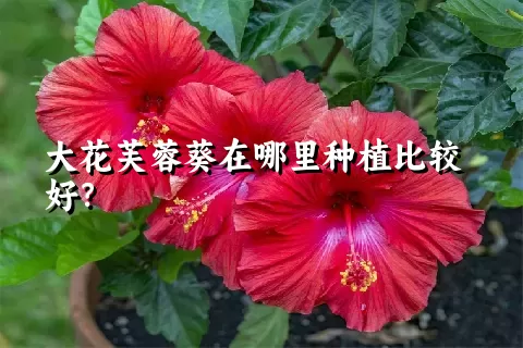 大花芙蓉葵在哪里种植比较好？