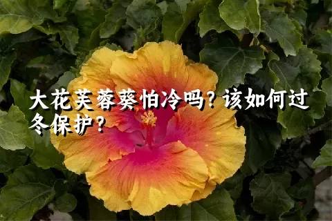 大花芙蓉葵怕冷吗？该如何过冬保护？