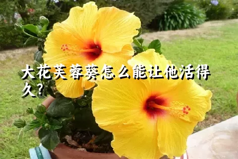 大花芙蓉葵怎么能让他活得久？