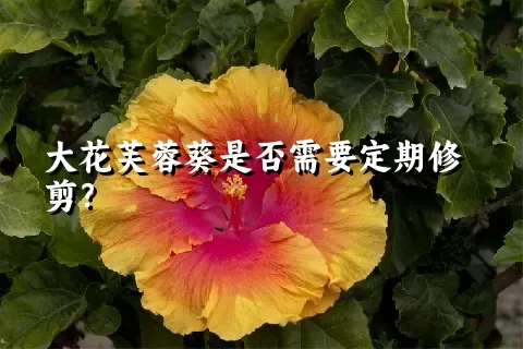 大花芙蓉葵是否需要定期修剪？