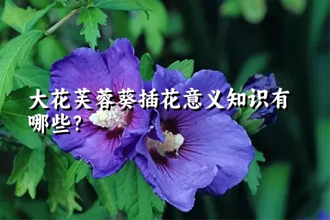 大花芙蓉葵插花意义知识有哪些？