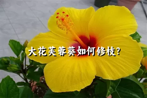 大花芙蓉葵如何修枝？