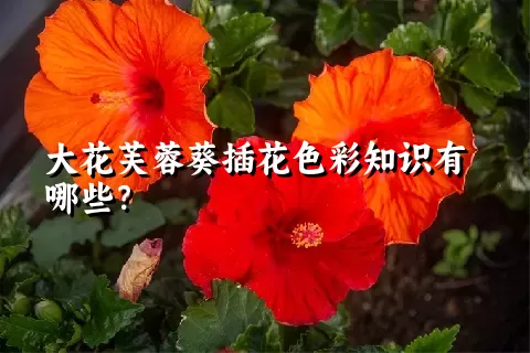 大花芙蓉葵插花色彩知识有哪些？