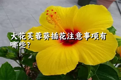 大花芙蓉葵插花注意事项有哪些？