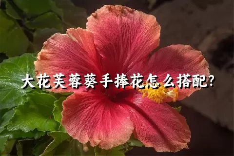 大花芙蓉葵手捧花怎么搭配？