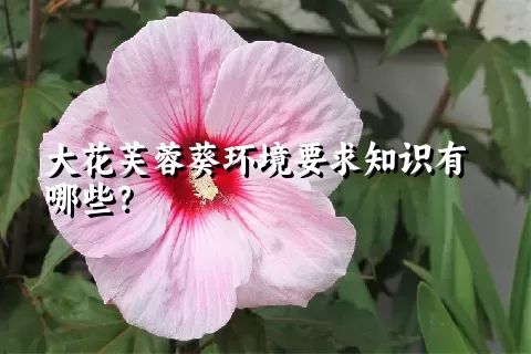 大花芙蓉葵环境要求知识有哪些？