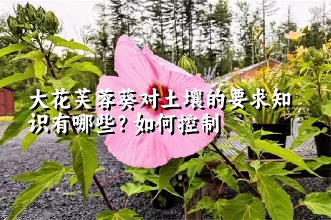 大花芙蓉葵对土壤的要求知识有哪些？如何控制