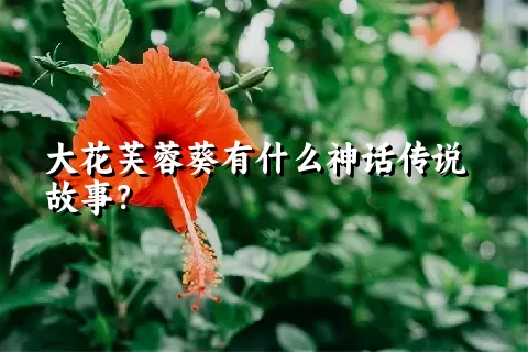 大花芙蓉葵有什么神话传说故事？