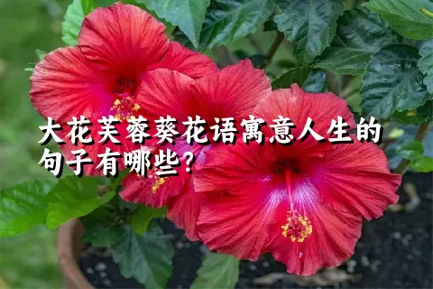 大花芙蓉葵花语寓意人生的句子有哪些？