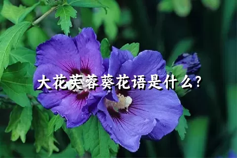 大花芙蓉葵花语是什么？