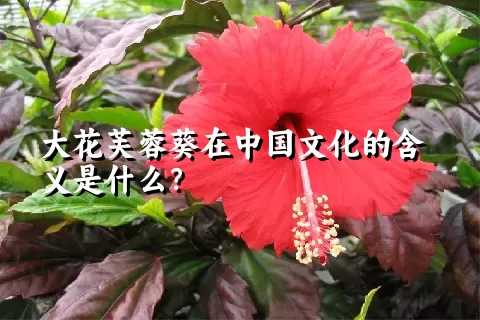 大花芙蓉葵在中国文化的含义是什么？