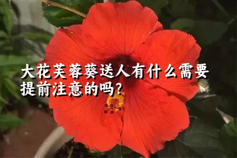 大花芙蓉葵送人有什么需要提前注意的吗？