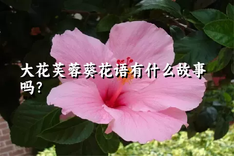 大花芙蓉葵花语有什么故事吗？